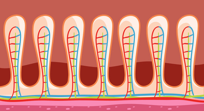 Diagram Showing Intestinal Wall Structure