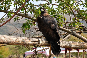 Almaty / Kazakhstan - 09.23.2020 : A Golden eagle tamed for training sits on a wooden platform among the branches.