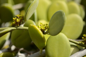 Strange round leaves of Xerosicyos danguyi aka silver dollar vine macro floral background
