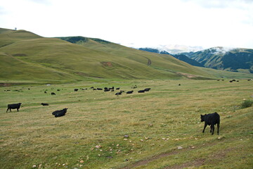 Almaty / Kazakhstan - 08.12.2018 : Grazing animals on the high plateau - assy. It is located at an altitude of 2750 m above sea level, East of the city of Almaty