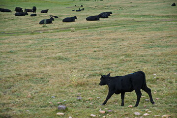 Almaty / Kazakhstan - 08.12.2018 : Grazing animals on the high plateau - assy. It is located at an altitude of 2750 m above sea level, East of the city of Almaty