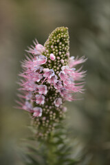 Flora of Gran Canaria -  Echium callithyrsum, blue bugloss of Tenteniguada, endemic to the island,
 natural macro floral background