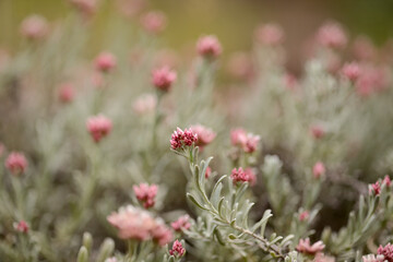 Flora of Lanzarote - Helichrysum monogynum, red cotton wool everlasting, Vulnerable species endemic to the island
