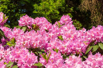 Blooming pink lilac purple rhododendrons in the park in spring