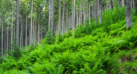 Naklejka na ściany i meble Ferns on the forest ground - mountain landscape