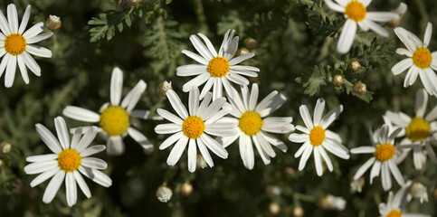 Flora of Gran Canaria -  Argyranthemum, marguerite daisy endemic to the Canary Islands
