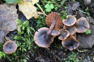 Webcap mushroom from Finland