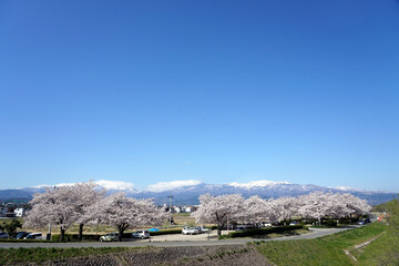 Azuma snow-capped mountains and Cherry blossom blooming in the Fukushima City with copyspace, Japan, Natural background for your project.