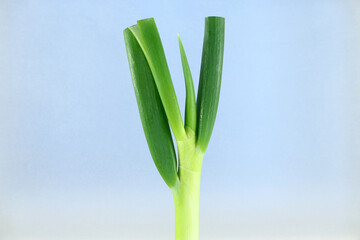 Japanese leek, 長ネギ