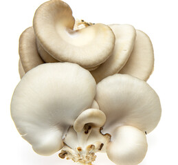 fresh oyster mushrooms on a white background