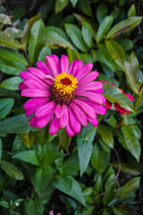 Obraz premium blooming pink zinnia flower in the garden