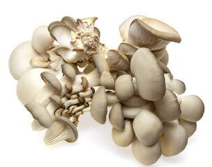 fresh oyster mushrooms on a white background