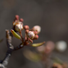 Horticulture of Gran Canaria - White flowers of pear tree 