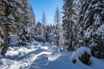 Fototapeta na wymiar Trentino, escursione sulla neve