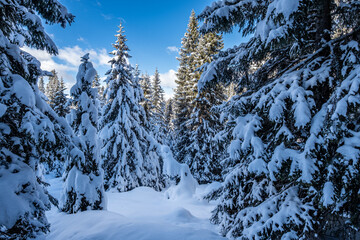 Trentino, escursione sulla neve