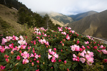 Asia - Beautiful landscape of highest mountains，Rhododendron, Yushan Rhododendron (Alpine Rose) Blooming by the Trails of at Taroko National Park, Hehuan Mountain, Taiwan