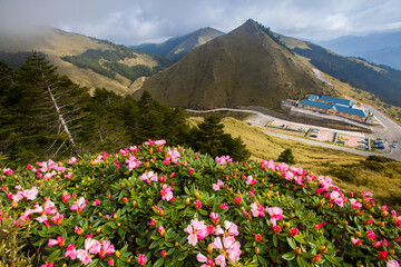Fototapeta premium Asia - Beautiful landscape of highest mountains，Rhododendron, Yushan Rhododendron (Alpine Rose) Blooming by the Trails of at Taroko National Park, Hehuan Mountain, Taiwan