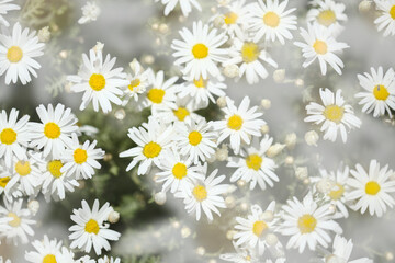 Flora of Gran Canaria -  Argyranthemum, marguerite daisy endemic to the Canary Islands