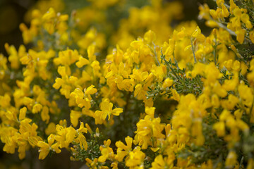 Flora of Gran Canaria - bright yellow flowers of Teline microphylla, broom species endemic to the island, natural macro floral background
