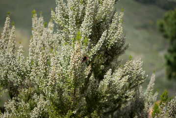 Flora of Gran Canaria -  small white flowers of Erica arborea Tree Heather natural macro floral background
