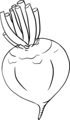 Beetroot, hand drawn coloring pages, vector illustration. Red beetroot whole, cut, slice.