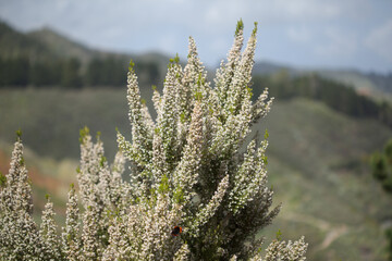 Flora of Gran Canaria -  small white flowers of Erica arborea Tree Heather natural macro floral...