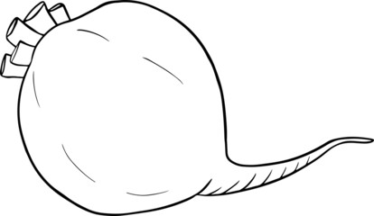 Beetroot, hand drawn coloring pages, vector illustration. Red beetroot whole, cut, slice.