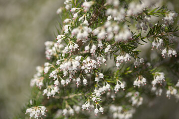 Flora of Gran Canaria -  small white flowers of Erica arborea Tree Heather natural macro floral background
