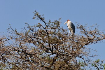 Ein Marabu (Leptoptilos crumeniferus) ruht auf einem Baum, Äthiopien.