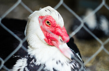 Indo-duck male looks over the fence. Agricultural animal