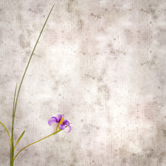 square stylish old textured paper background with magenta flowers of Romulea columnae, the sand...