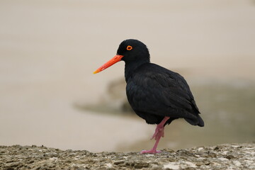 African Black Oystercatcher