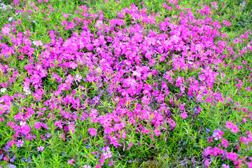Obraz premium close-up of beautiful garden bed, pink, purple, lilac undersized flowers of aubrieta perennial sway in wind, concept of natural essential oils, lilac background for relaxation, gardening concept