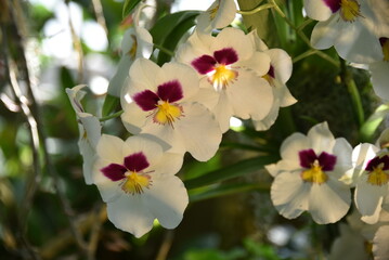 Orchidée blanche à coeur violet