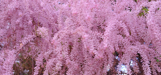 beautiful fluffy branches beaded shrub tamarix, lilac flowers sway in wind, insects pollinate...