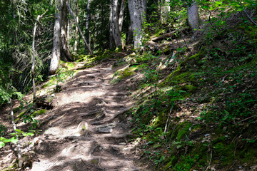 hiking trail in green forest, protruding tree roots, brown earth, concept tourist walk in nature, difficult climb in mountains, nature conservation, planet ecology, warming problem, climate change
