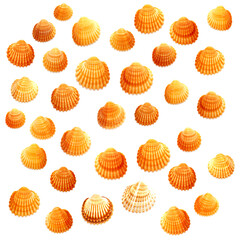 Small shells of  juvenile common cockle, Cerastoderma edule,  isolated on white background