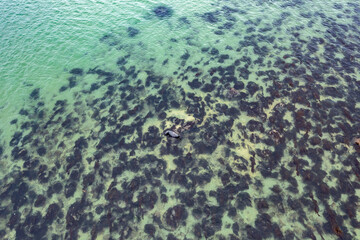 Seal resting in Gweebarra Bay between Lettermacaward and Portnoo in County Donegal - Ireland