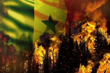 Forest fire natural disaster concept - flaming fire in the trees on Senegal flag background - 3D illustration of nature