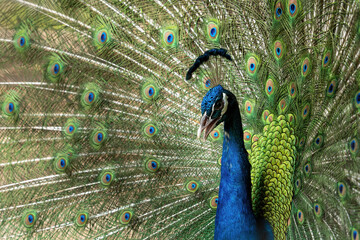 Obraz premium Blue peacock.Indian peacock.beautiful peacock.