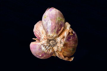 Brown and purple shallot, Allium Cepa onion, isolated on dark background