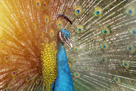 Blue peacock.Indian peacock.beautiful peacock.