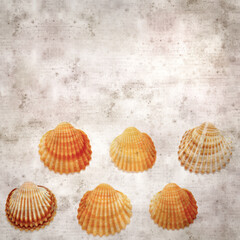 stylish textured old paper background with cockle shells