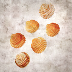 stylish textured old paper background with cockle shells