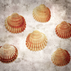 stylish textured old paper background with cockle shells