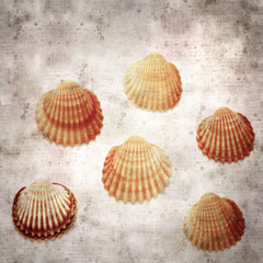 stylish textured old paper background with cockle shells