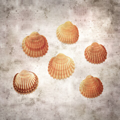 stylish textured old paper background with cockle shells