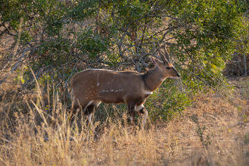 Eine braune Antilope mit braunem Fell und kurzen Hörnern steht im hohen Gras der gelben...