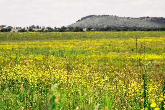 Landscape photograph of open rural field with nobody no people in South Africa. Field of yellow flowers and green hil in background.