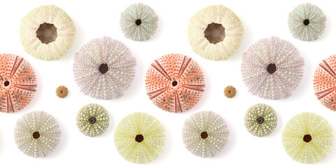Fauna of Atlantic ocean around Gran Canaria - skeletons of Paracentrotus, sea urchin  seamless...
